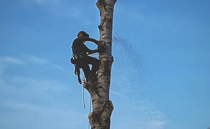 Mann mit Kletterausrüstung fällt Baum